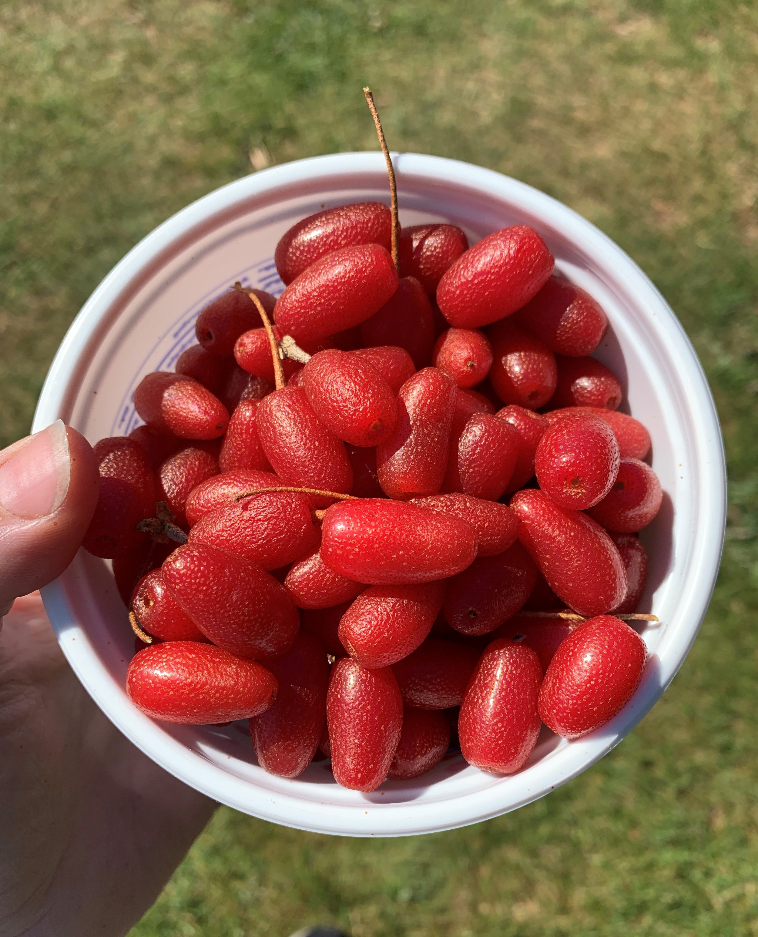 Goumi Berry Shrubs Kitchen Wizardry Home Orchard Education